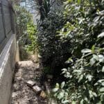 Στενό μονοπάτι δίπλα σε κτίριο με πυκνή βλάστηση