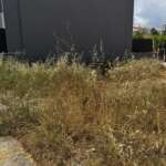 Ξερά χόρτα σε αστικό οικόπεδο δίπλα σε κτίρια