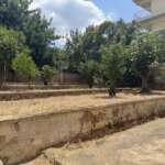 Βαθμιδωτός κήπος με δέντρα και ξερό γρασίδι